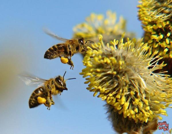 درک مفهوم صفر توسط  زنبورها