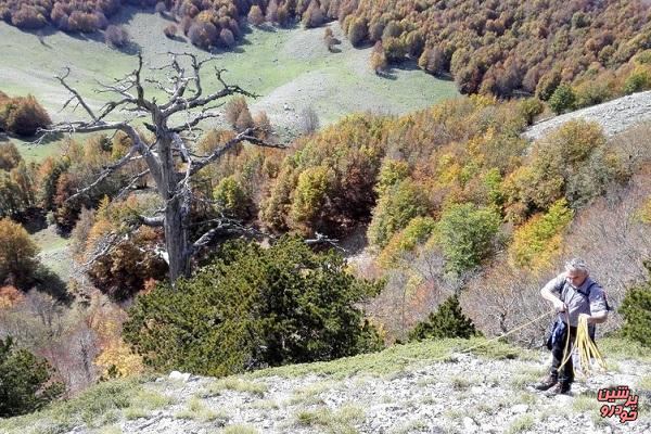 ایتالوس، پیرترین درخت اروپا 