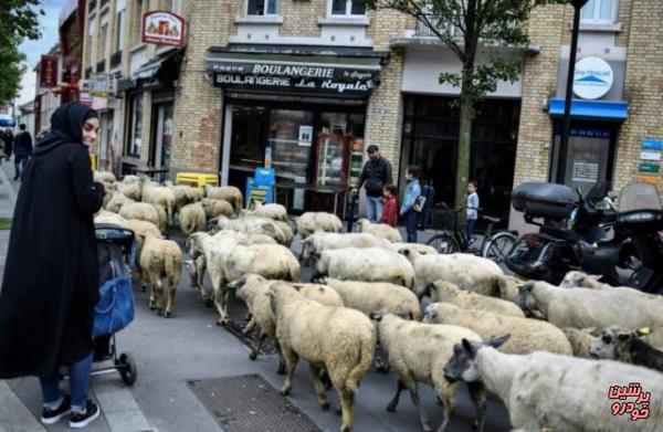 جولان گوسفندها در خیابان های پاریس +تصویر