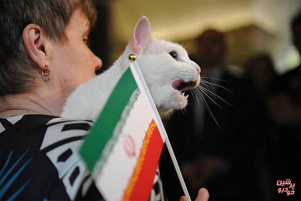 گربه پیشگو برد ایران را پیش بینی کرد