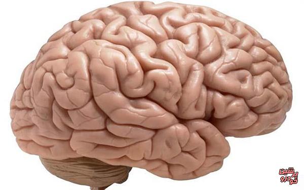 چرا مغز دارای چین خوردگی است؟ 